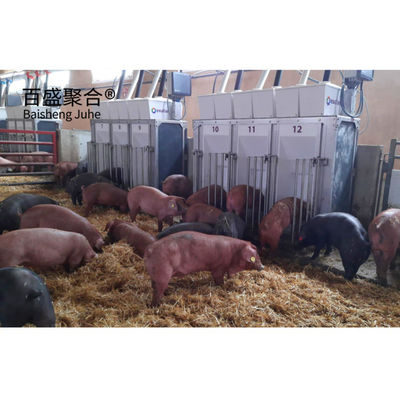 High Tolerance Pig Farrowing Crates voor gecustomiseerde landbouwveehouderij