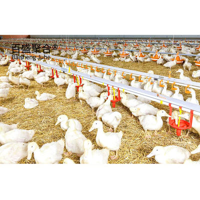 Vleesveehouderij Broiler Cage System met MTS tekenontwerp en staalkwaliteit
