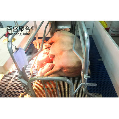 Hot Dip Galvanized/Paint Spraying Steel Prefab Piggery House Design voor pluimveebedrijven