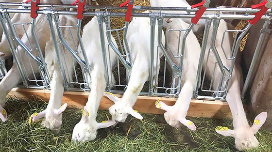 Openzijdig pluimveehuis type geprefabriceerde schuur voor geiten, varkens, paarden en runderen