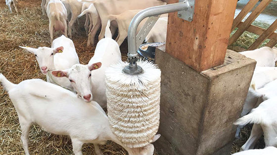 Openzijdig pluimveehuis type geprefabriceerde schuur voor geiten, varkens, paarden en runderen