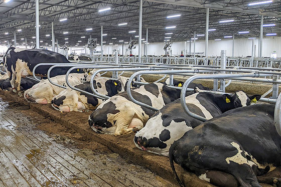 Snijdservice Voorafgebouwde staalconstructies voor paardenstabiele constructies