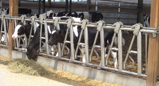 Snijdservice Voorafgebouwde staalconstructies voor paardenstabiele constructies
