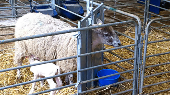 Staalhouderij Leveranciers Staalstructuur Kipbroilerhuis Ontwerp van paardenstal