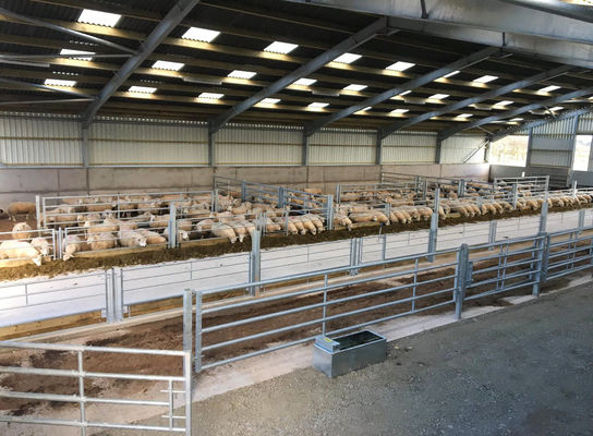 Aanpasbare snel bouwen varkensstal met staalstructuur en aluminiumloog venster